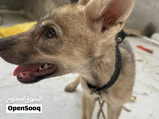 ذيب نقي اقره لوصف