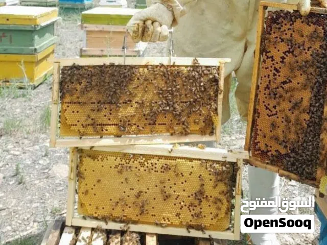 عسل إيراني نقي، شحن مجاني