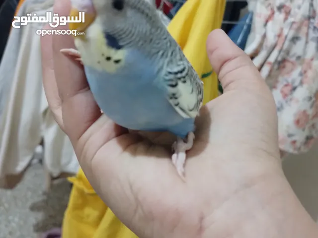 طيور للبيع في مراكش