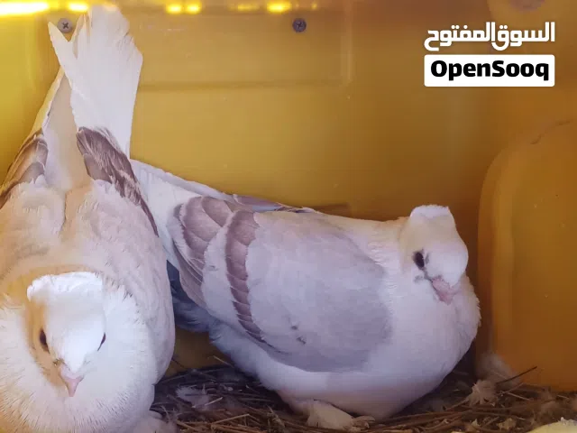 حقم  حبات  سعر الواحده 5