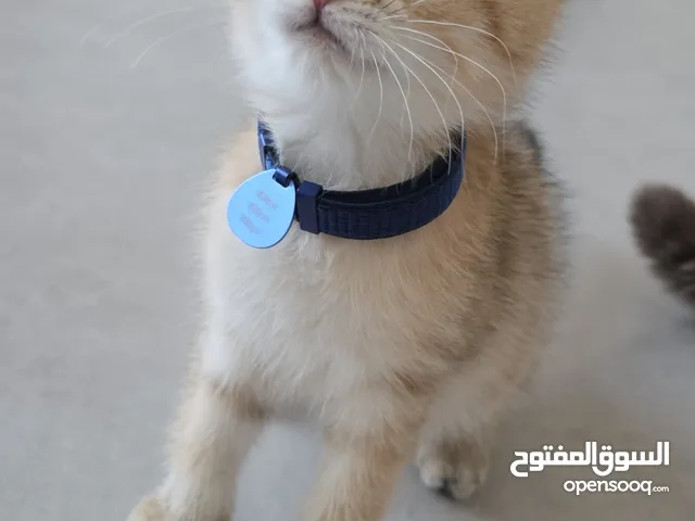 سكوتش فولد جولد NY11 مستوى عالي