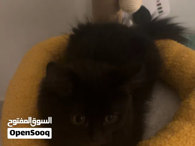 قط ذكر النوع  شيرازي العمر ثلاث شهور لونه بني غامق لتبني