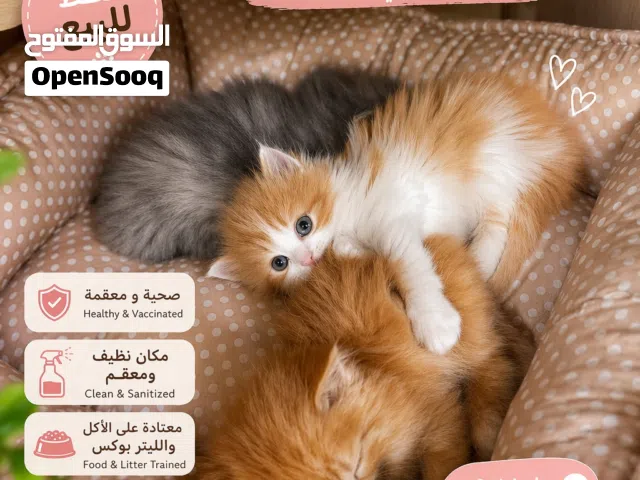 شانشيلا و شيرازي بعمر شهرين