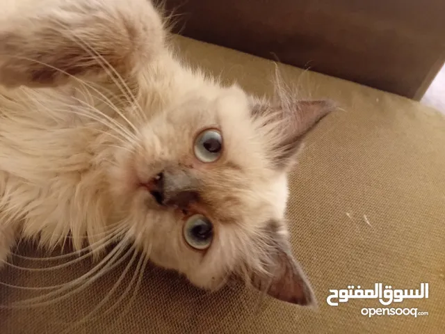 أنثى هيمالايا بصحة جيدة جدا للييع بسعري معري بلون عينين ازرق وفراء ناعم