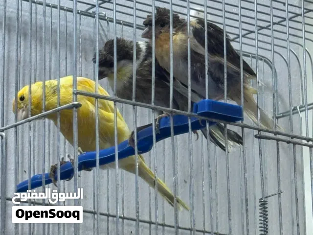 كنار للبيع
