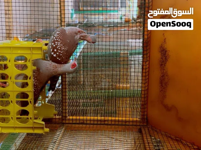 بو جفن الإفريقي