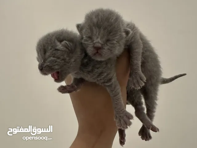 قط سكوتش ستريت شورت هير للحجز"للبيع"