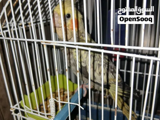 كوكتيل للبيع بسعر