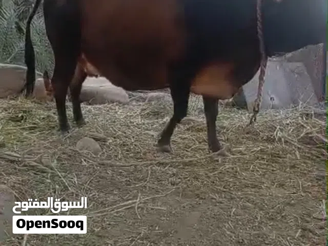 بقره فول سمنه شوف الفيديو