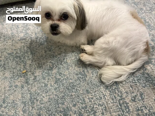 مطلوب تزاوج