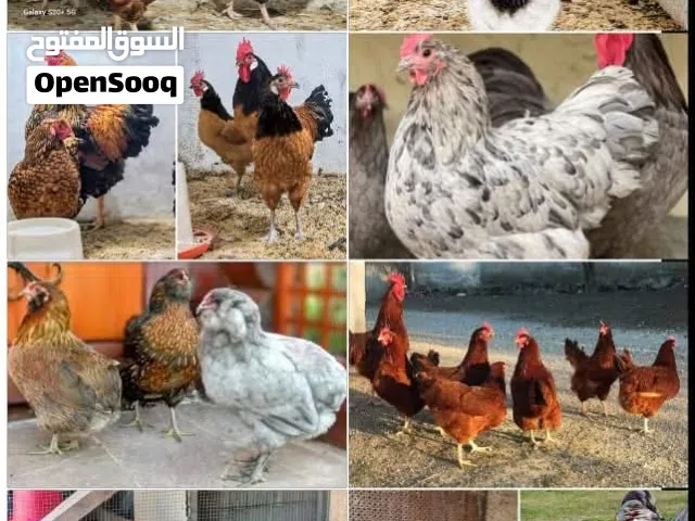بيض مخصب وصيصان لسلالات دجاج نادره على مستوى العالم