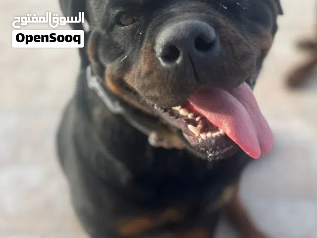 انثى روتوايلر نسل روسي