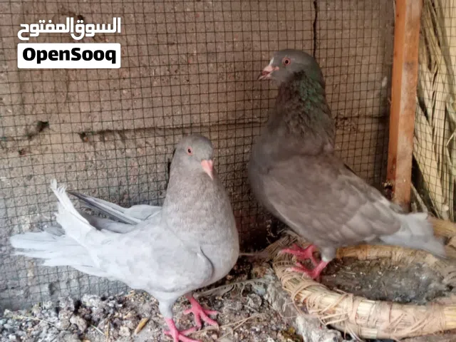 حمام مالطي مع افراخ جواهن