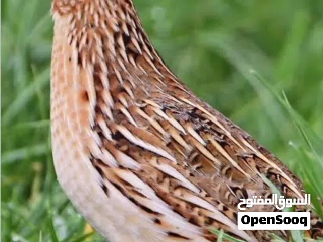 طير السمان للبيع الحجم جامبو جاهز للذبح