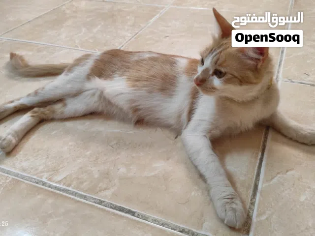 Sweet cat looking for a loving family- Cat for Adoption