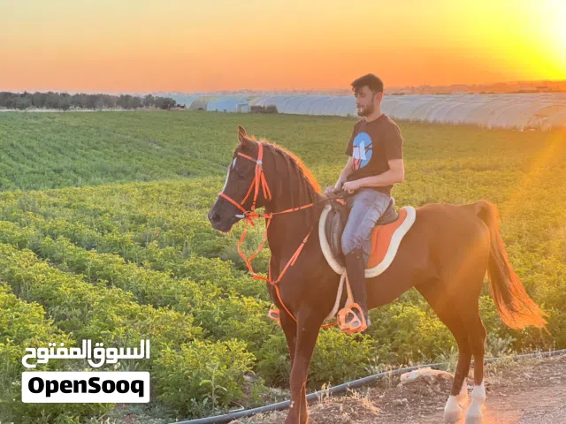 حصان عربي وهوا مسجل كل شي مكتوب بشهادة