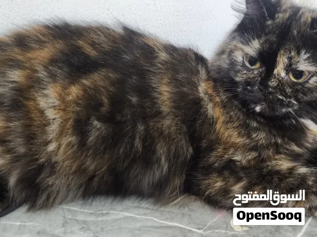 Cats for free adoption Anyone interested please contact. They are litter trained 4-10 months old