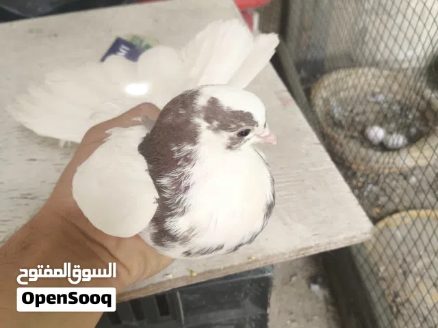 حمام هنادي الوصف مهم