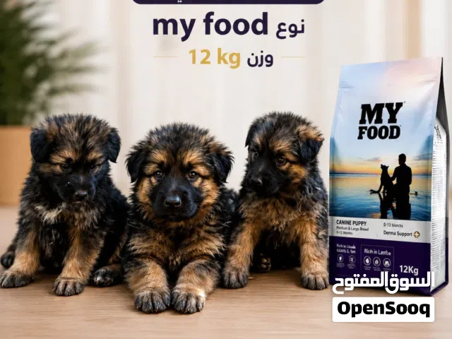 جراء جيرمن شيبرد