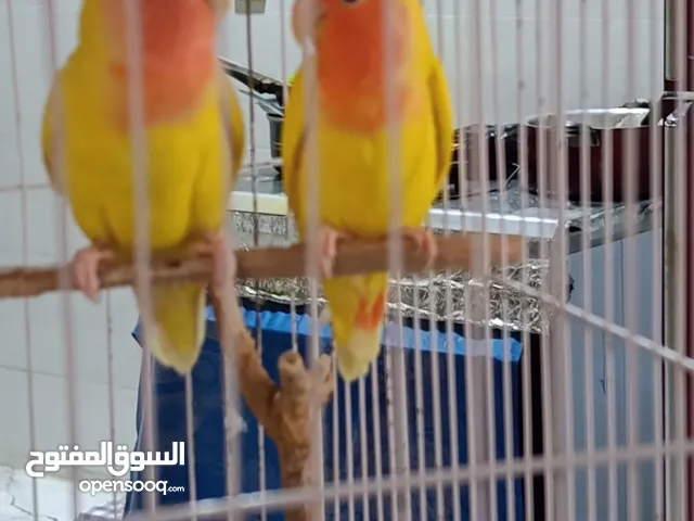 السلام عليكم     زوج روز  مقنع عيون حمراء  الطيور عمر الطيور سنه وشهرين