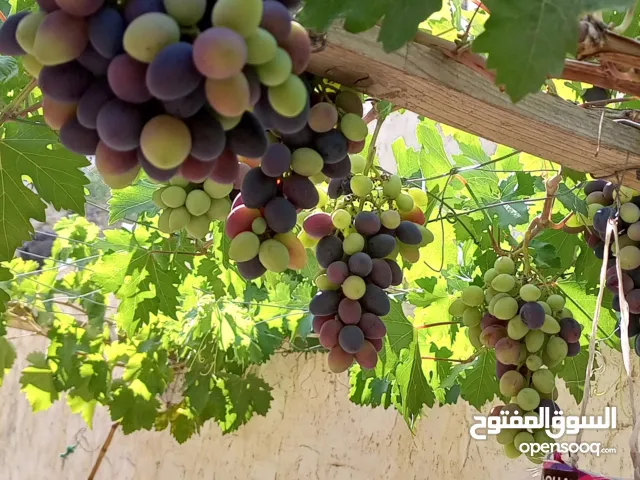 عنب للثمر و الورق