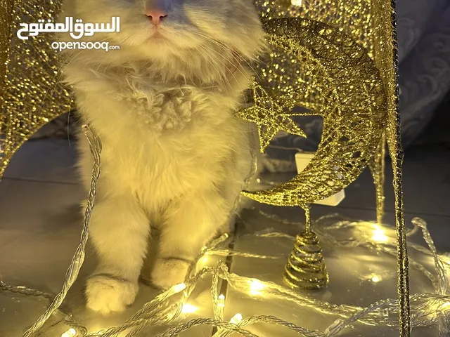 بسه شيرازي للبيع هادية ونضييفة
