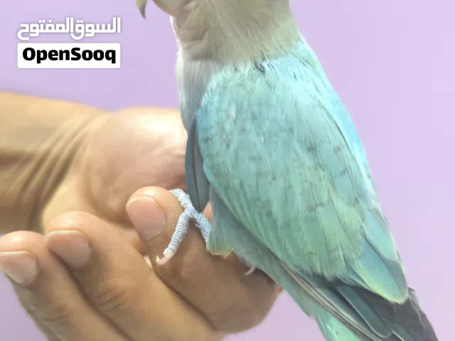 روز اليف جدا ولعوب مع الاطفال. التفاصيل بالوصف