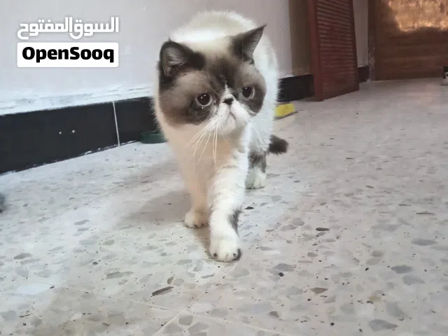 قط هيمالايا نثية عمر 12 شهر البيع