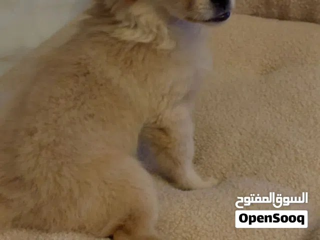 انثى  شيواوا