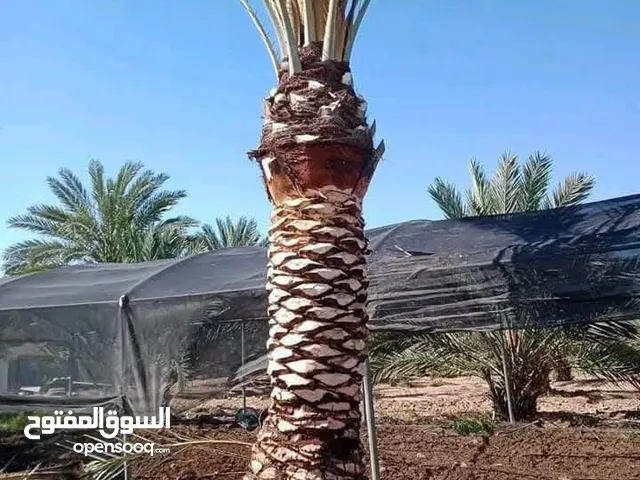 معلم قص وتكريم النخيل والأشجار