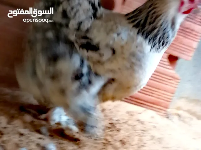 السلام عليكم متوفر الان دجاج براهما درجه اولى1