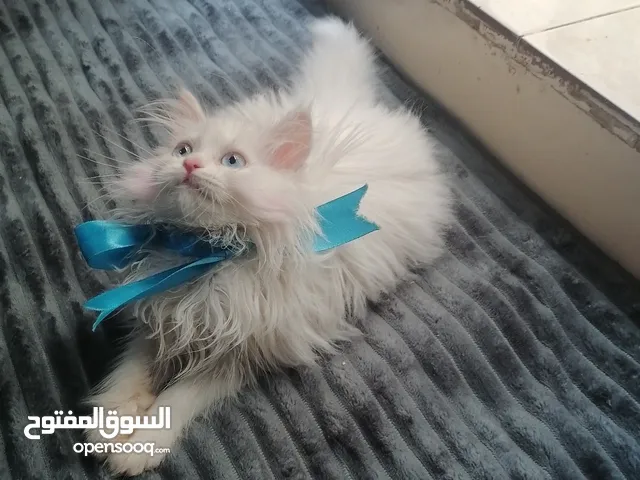 انثى شيرازي اصل'بيور' بيضاء بعيون زرق نظيفه وأليفه صحتها ممتازه ودبدوبه وشعرها طويل وكثيف