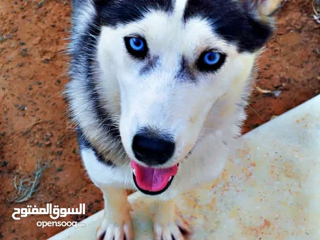كلب هاسكي للبيع
