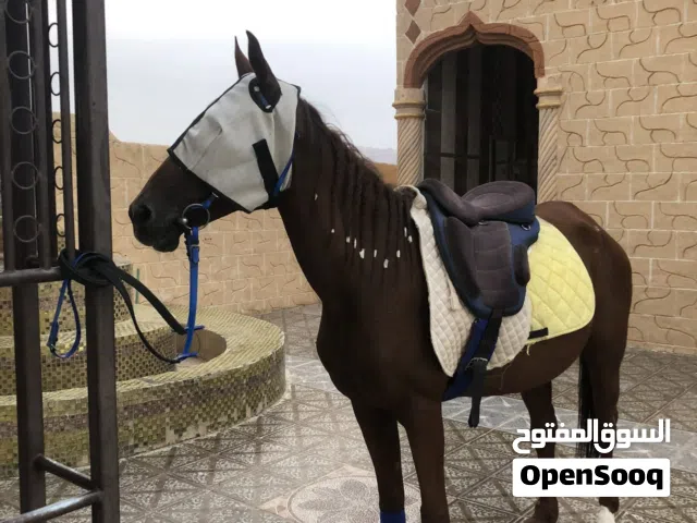 فرس باطح مع مهرها