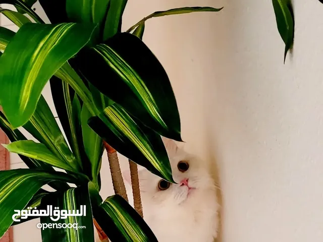 قط ذكر للتزاوج