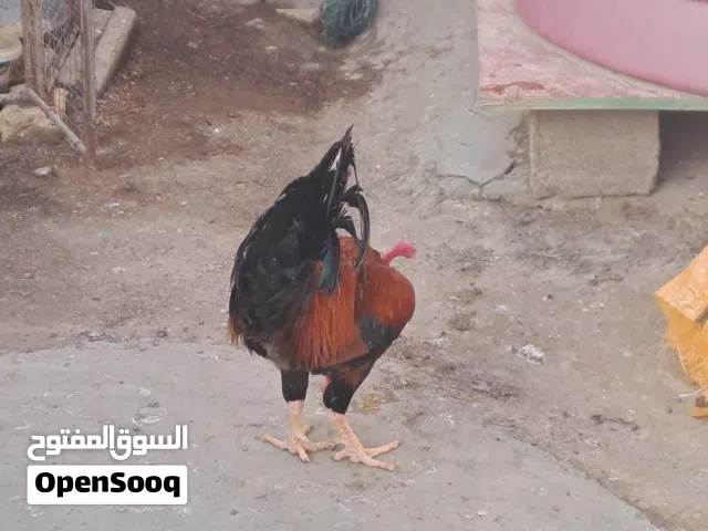 ديج ابو ركيبه جبير صحه جيد