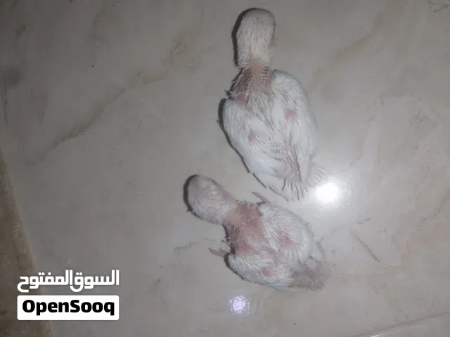 روز عين حمر