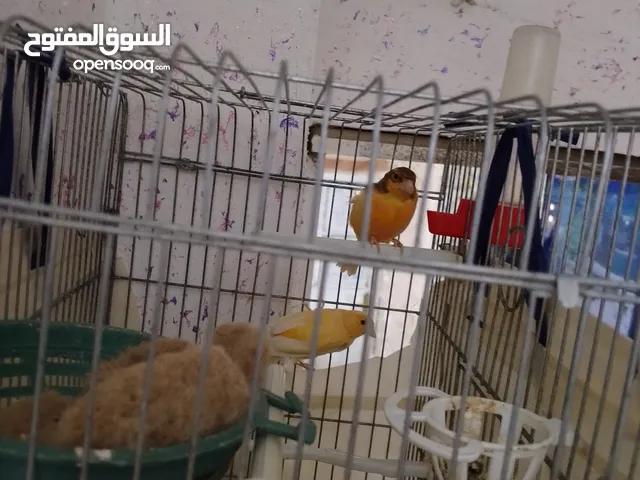 عصافير كنتر مفتلات وشغلات