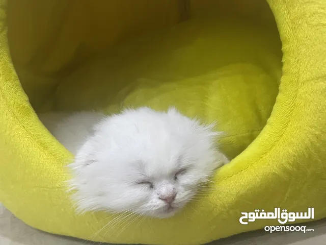 قطه صغيره للتبني