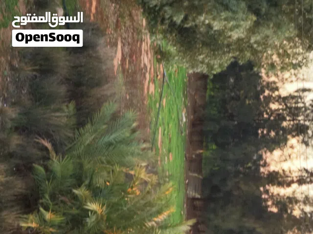 Farm Land for Sale in Benghazi Sidi Khalifa