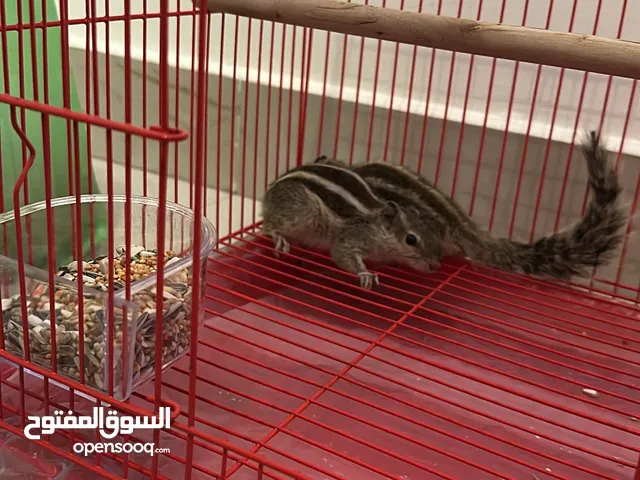 سنجابين ذكر و انثى