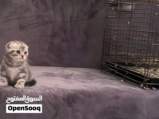 2 ذكور سكوتش فولد