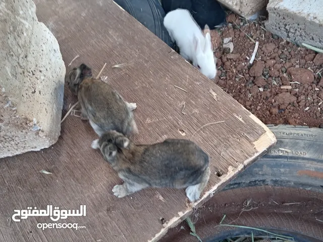 ارانب بلدي شغال 100 ٪ للبيع