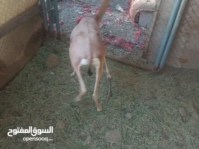 غزال (عنز) للبيع العمر 4 سنوات منتجه