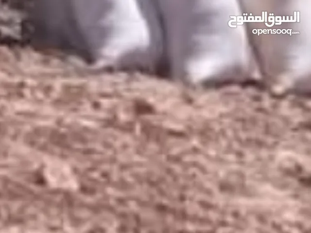 تبن قمح تعبايه ممتازه شوالات كبار وزن عشر كيلو نظيف جدا ما فيه غبره