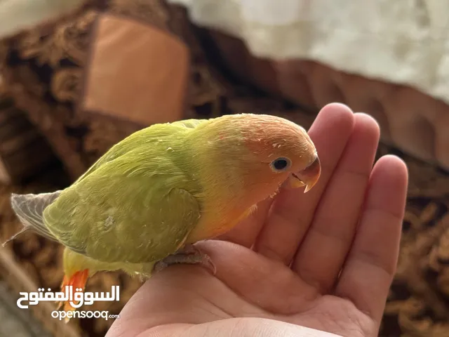بغبغا روز للبيع