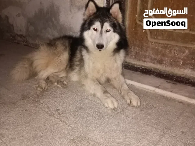 جرو هاسكي بيور