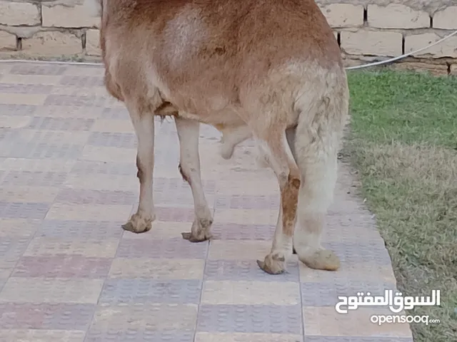 فحل خرطومى للبيع عز الكسبه