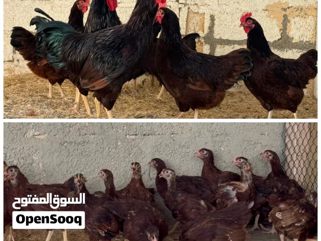 متاح بيع طقم فرنسي عسلي  وطقم حجازي فارسي