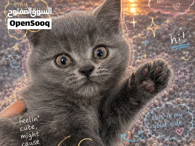 قطة انثى من ام سكوتش فولد واب شورت هير كات  عمرها 4 اشهر + 2 قطط ذكور سكوتش فولد ب 90 دينار